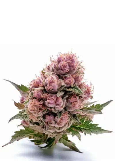 Red Wine Feminized by Seeds Genetics Co., Photoperiod cannabis strain