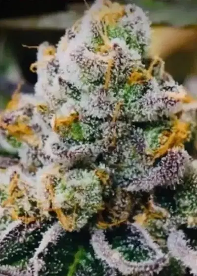 Redbeards Cookies by Captain Red Beard Seeds, Photoperiod cannabis strain