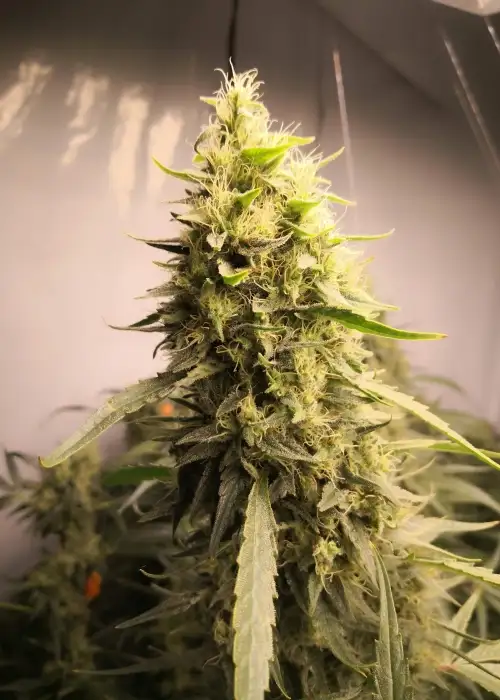 Renaissance by French Touch Seeds, Photoperiod cannabis strain