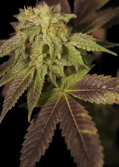 Rene by House of the Great Gardener, Photoperiod cannabis strain