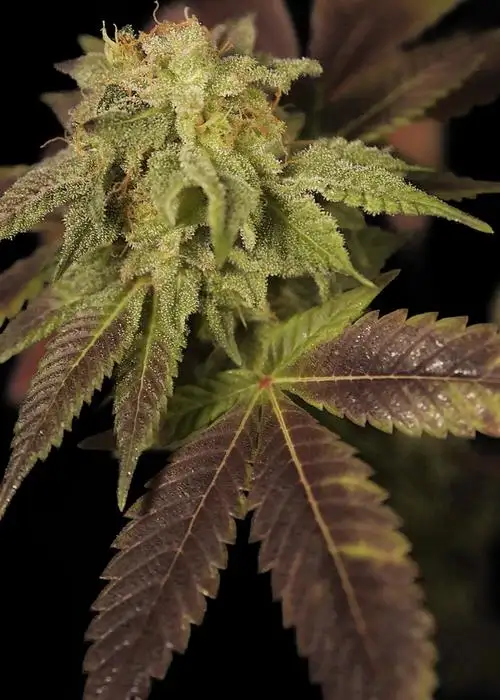 Rene by House of the Great Gardener, Photoperiod cannabis strain