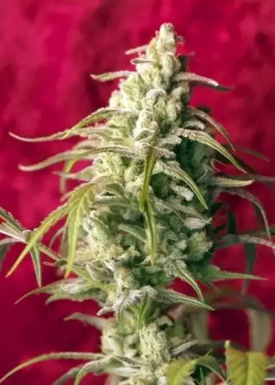 Respect by Reggae Seeds, Photoperiod cannabis strain