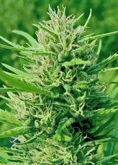 Revolution by Reggae Seeds, Photoperiod cannabis strain