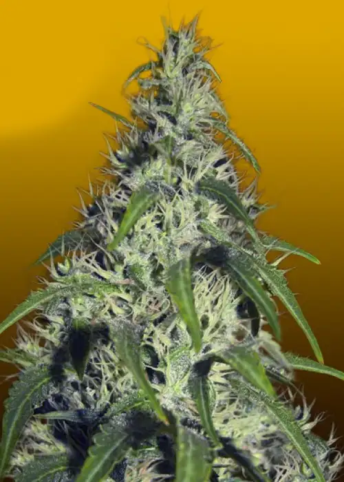 Revolver Auto by Crop King Seeds, Autoflower cannabis strain