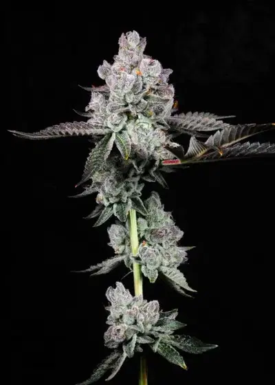 Ricky Bobby by Tahoe Nugz cannabis strain