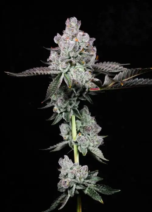 Ricky Bobby by Tahoe Nugz cannabis strain