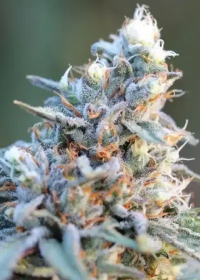 Ripped Bubba by TGA Genetics Subcool Seeds, Photoperiod cannabis strain