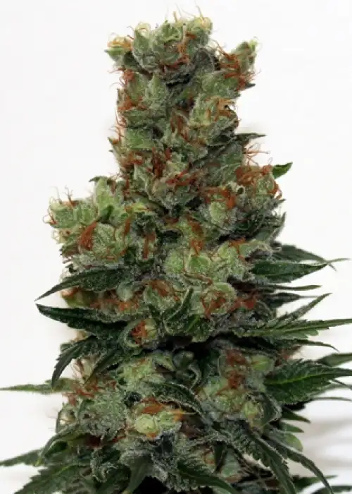 Ripper Badazz by Ripper Seeds, Photoperiod cannabis strain