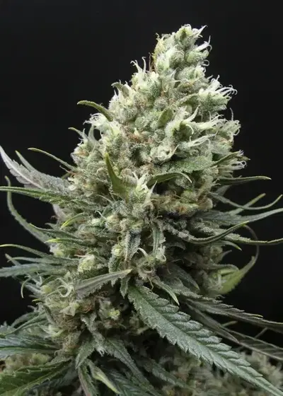 Ripper Haze by Ripper Seeds, Photoperiod cannabis strain