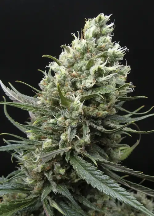Ripper Haze by Ripper Seeds, Photoperiod cannabis strain