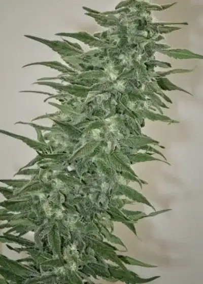 Rishi Kush by Mandala, Photoperiod cannabis strain