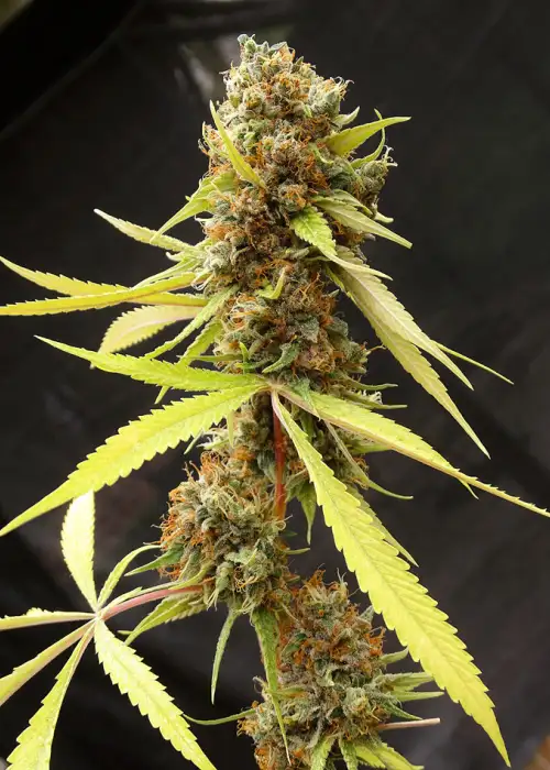 River Haze by Silver River Seeds, Photoperiod cannabis strain