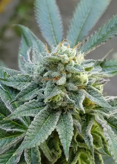 River OG by Silver River Seeds, Photoperiod cannabis strain
