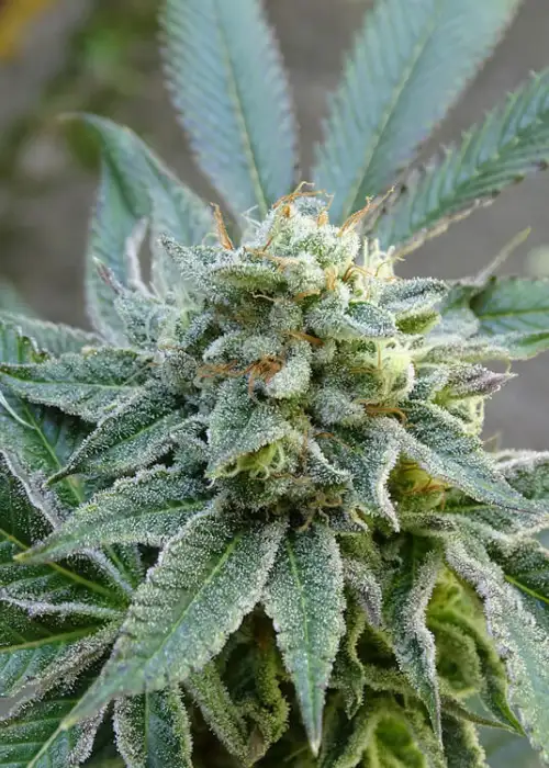River OG by Silver River Seeds, Photoperiod cannabis strain
