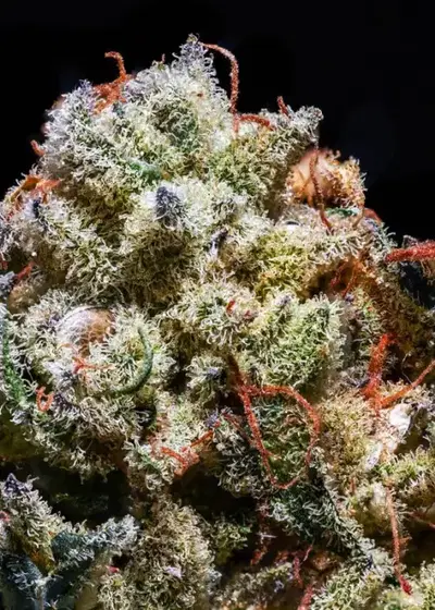 Roadkill Runtz S1 by CopyCat Genetics, Photoperiod cannabis strain