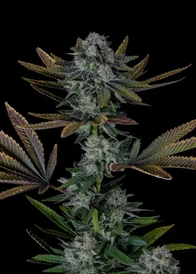 Roadside Haze by Dirty Bird Genetics, Photoperiod cannabis strain
