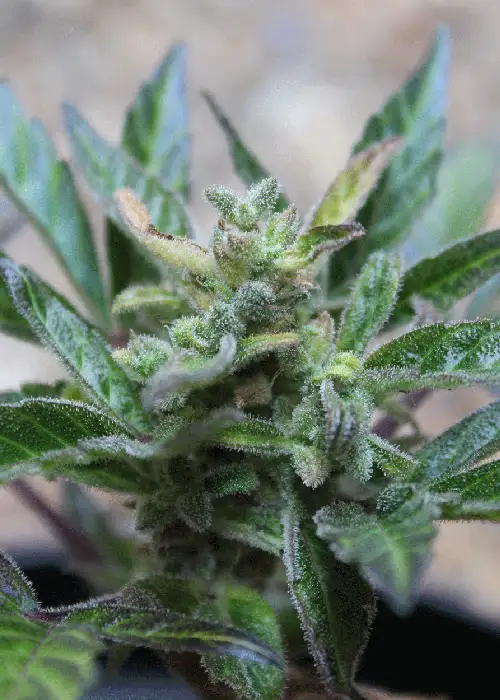 Robocrop x Blueberry by Cream of the Crop Seeds, Autoflower cannabis strain