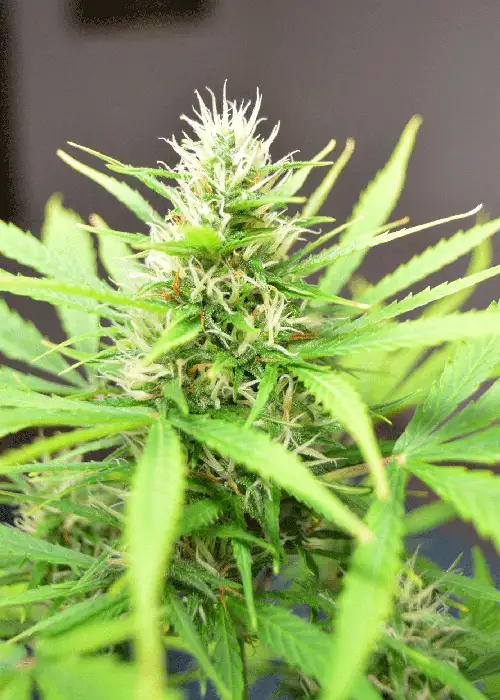 Robocrop by Cream of the Crop Seeds, Autoflower cannabis strain