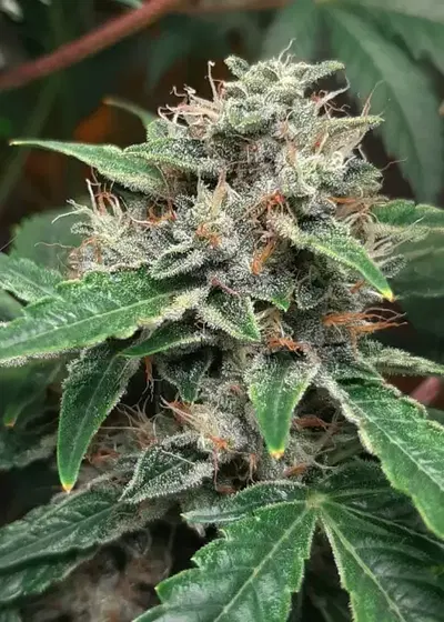 Roc-It Fuel Auto by Roc Bud Inc Genetics, Autoflower cannabis strain