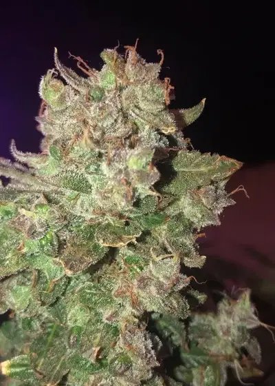 RocDawg Funk Auto by Roc Bud Inc Genetics, Autoflower cannabis strain