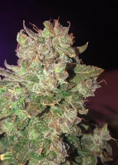 RocDawg Funk Auto by Roc Bud Inc Genetics, Autoflower cannabis strain