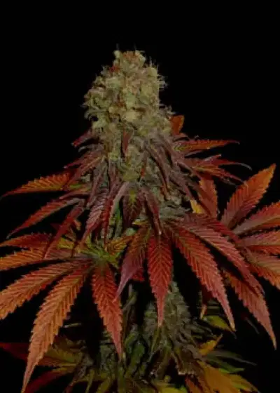 Rock Bud by Soma Seeds, Photoperiod cannabis strain