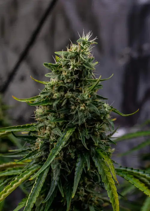 Rock Machine by Doctor's Choice, Autoflower cannabis strain