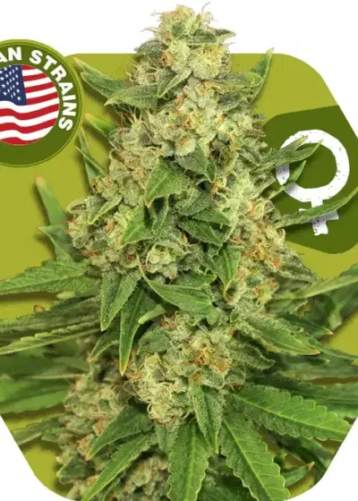 Rocket Banana by Zambeza, Photoperiod cannabis strain