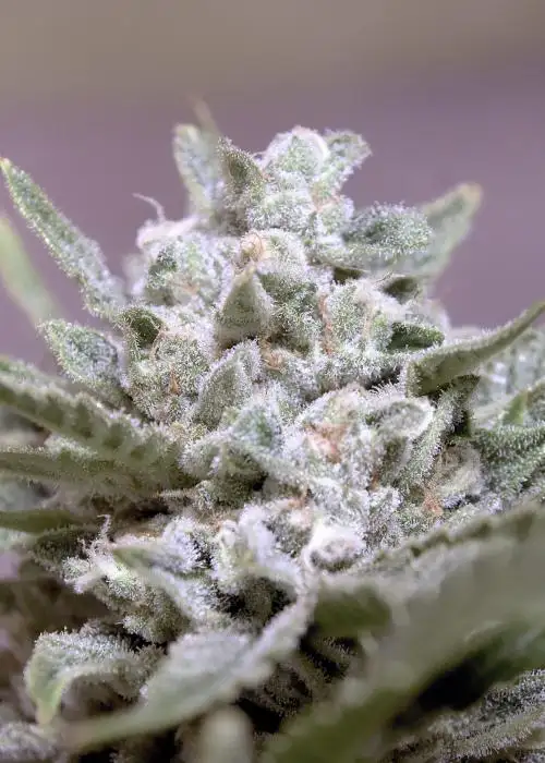 Rockslide by Speedrun Seeds, Autoflower cannabis strain