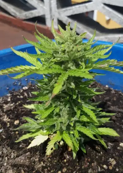 Rocky Dirck Auto by Eurogrow, Autoflower cannabis strain
