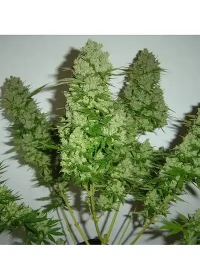 Rocky Dirck by Eurogrow, Photoperiod cannabis strain