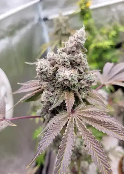 Rodeo Driver by Cult Classics Seeds, Photoperiod cannabis strain