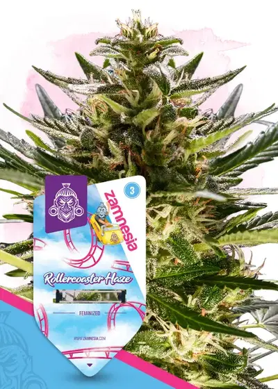 Rollercoaster Haze by Zamnesia Seeds, Photoperiod cannabis strain