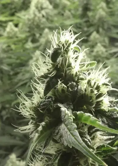 Rollex OG Kush by The Devils Harvest Seeds, Photoperiod cannabis strain