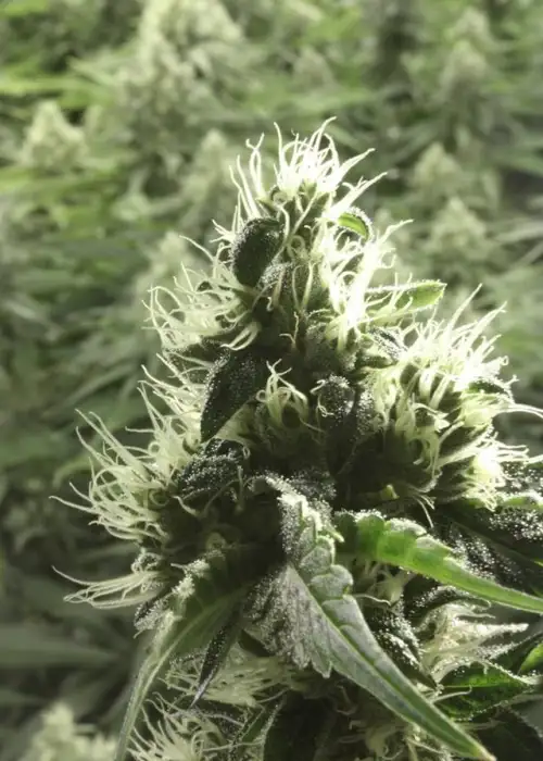 Rollex OG Kush by The Devils Harvest Seeds, Photoperiod cannabis strain