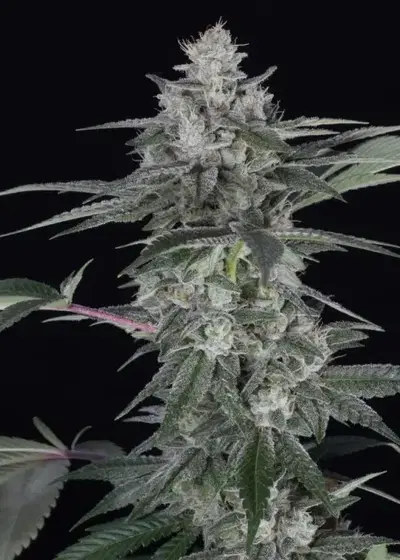 Romulan by Pyramid Seeds, Photoperiod cannabis strain