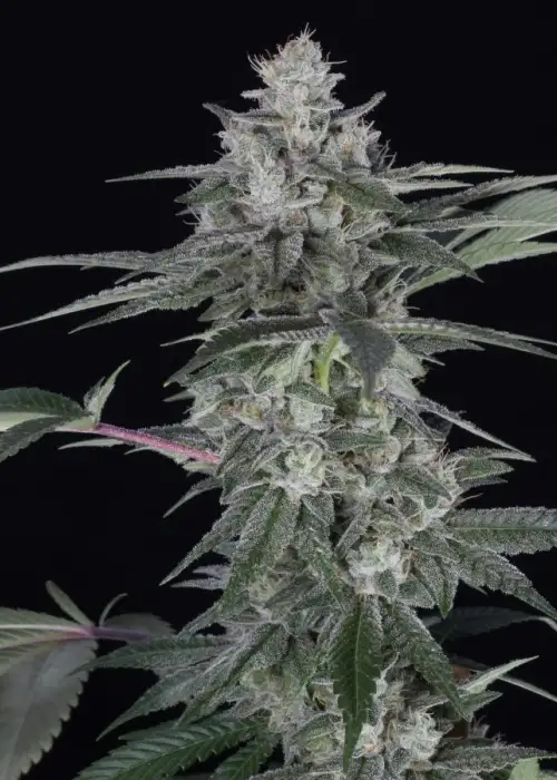 Romulan by Pyramid Seeds, Photoperiod cannabis strain