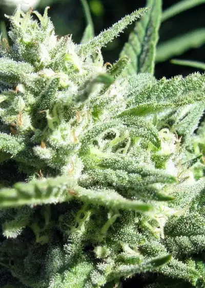 Romulawi Glue by Equilibrium Genetics, Photoperiod cannabis strain