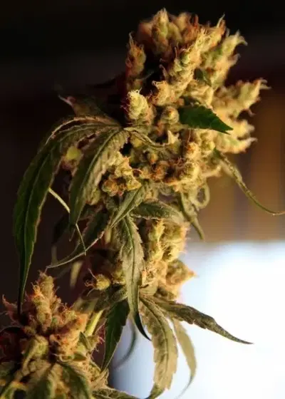 Roots by Reggae Seeds, Photoperiod cannabis strain