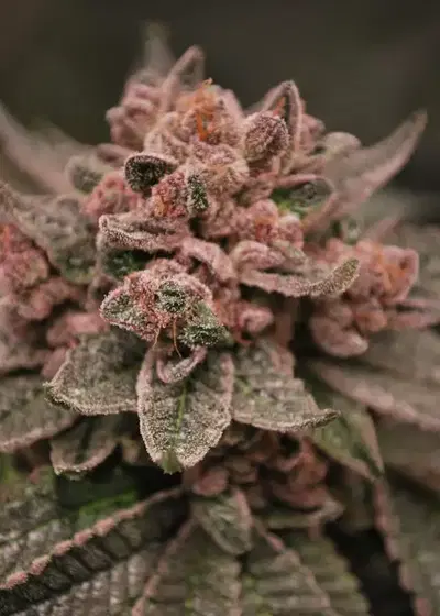 Rose BX1 by Conscious Genetics, Photoperiod cannabis strain