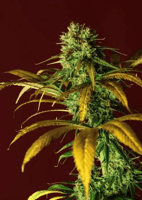 Rosetta Ale by Grand Cru Genetics, Photoperiod cannabis strain