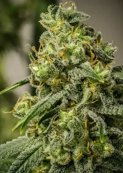 Rosetta Stone by IZI Seeds, Photoperiod cannabis strain