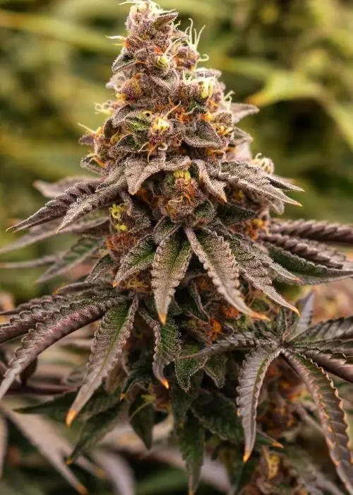 Roundhouse by 7 East Genetics, Photoperiod cannabis strain