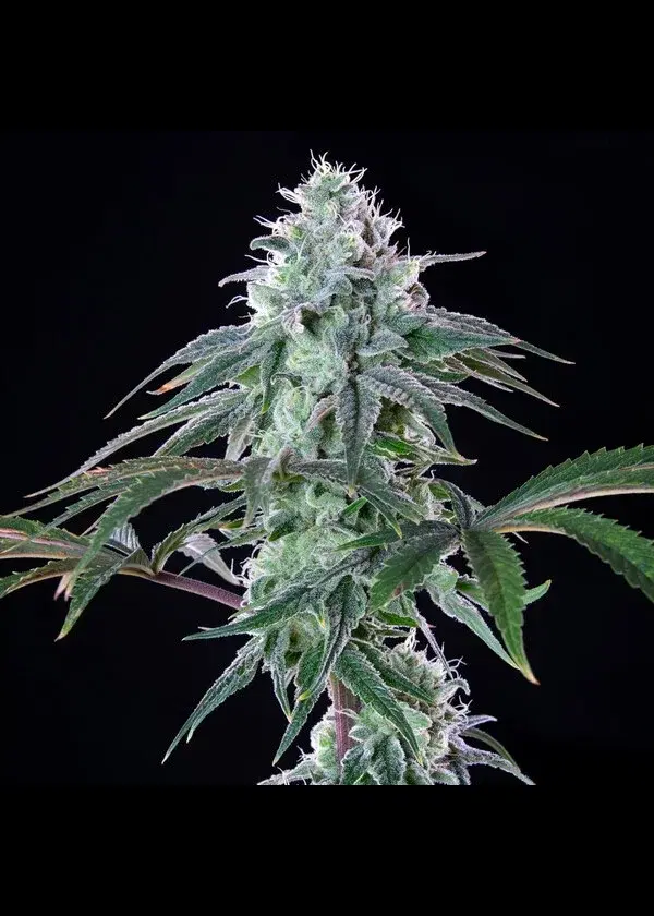 Royal Cheese Fast by Royal Queen Seeds, Autoflower cannabis strain