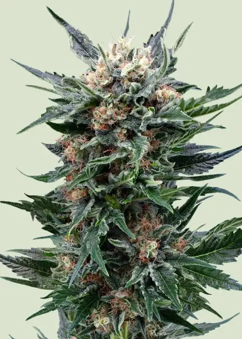 Royal Gorilla by Royal Queen Seeds, Photoperiod cannabis strain