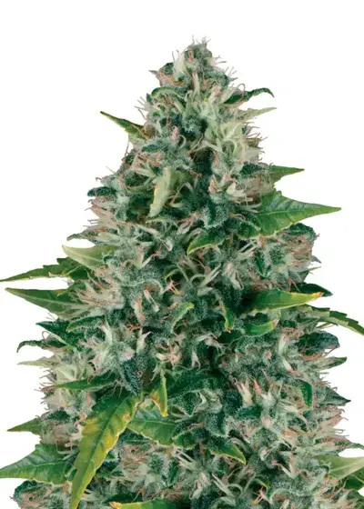 Royal Moby Feminized by Seeds Genetics Co., Photoperiod cannabis strain