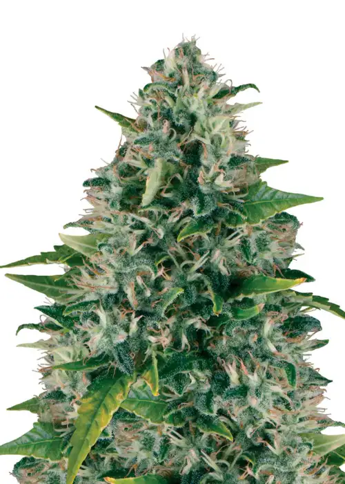 Royal Moby Feminized by Seeds Genetics Co., Photoperiod cannabis strain