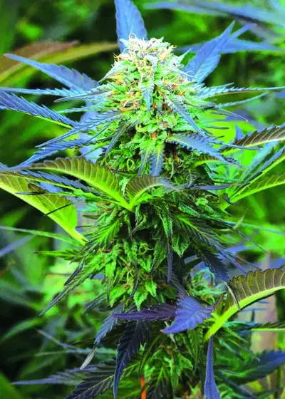 Royal Purple Kush Auto by Emerald Triangle Seeds, Autoflower cannabis strain