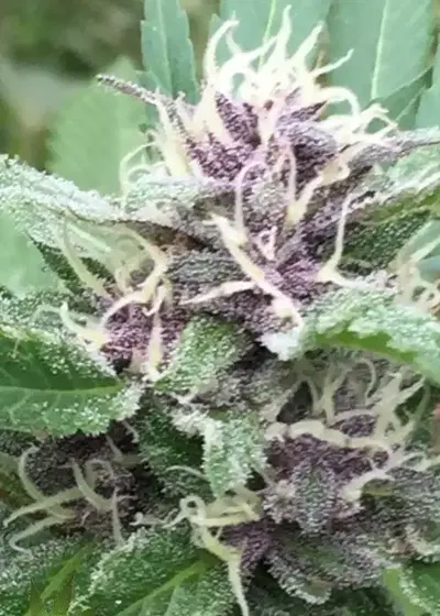 Royal Purple Kush by Emerald Triangle Seeds, Photoperiod cannabis strain