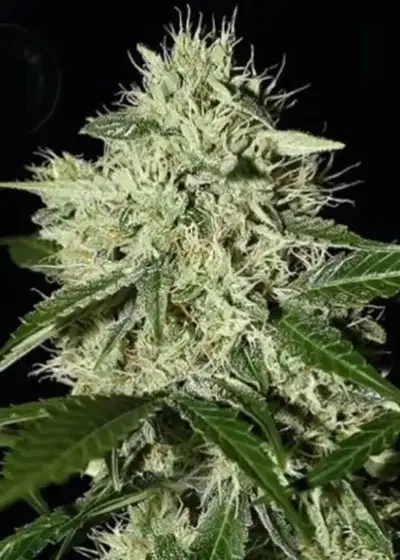 Royal Queen Diamond by Keraseeds, Photoperiod cannabis strain